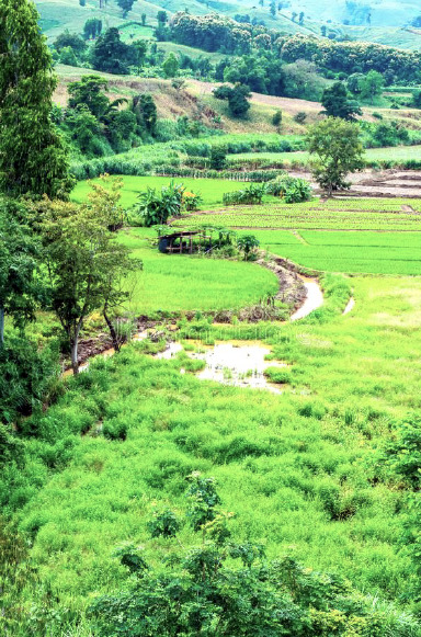 Natural View in Chiang Rai Province